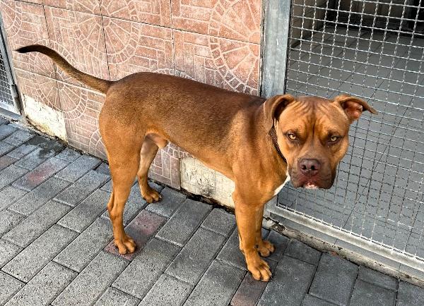 NILO OCCHI DI GIADA Foto 6